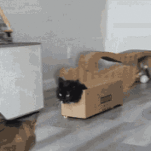 Cat Memes GIFs