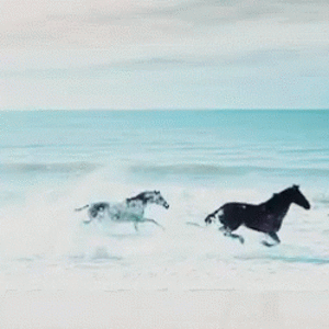 horses-running-black-horse.gif