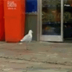 seagull-stealing.gif