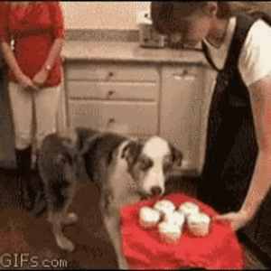 dog-cupcake.gif