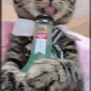 cat-drink.gif