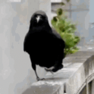 烏鴉-crow.gif