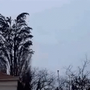 tree-birds.gif