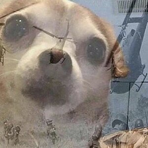 PTSD_Chihuahua_Banner (1).jpg