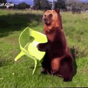 Bear sitting popcorn.gif