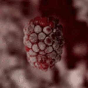 himbeere-raspberry.gif