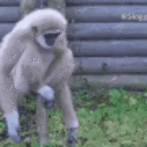 gibbon-wiggle.gif