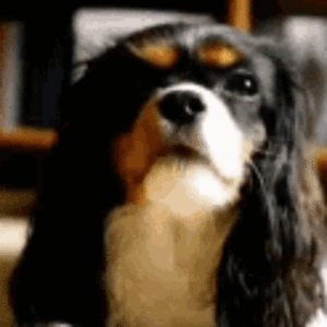 king-charles-spaniel-spaniel.gif