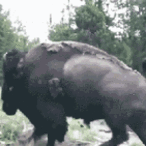 bison-attacks.gif