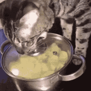 cat-pot.gif